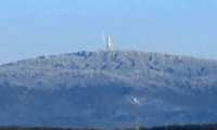 Rosenkippel im Schnee